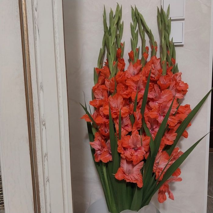 Продам гладиолусы 11 шт.
