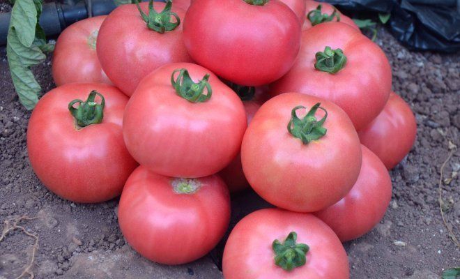 Семена томатов домашние