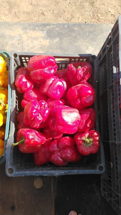 Продам срочно перцы