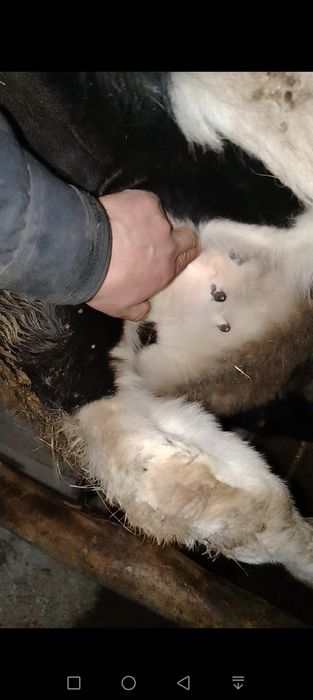 Гунажин сотилади