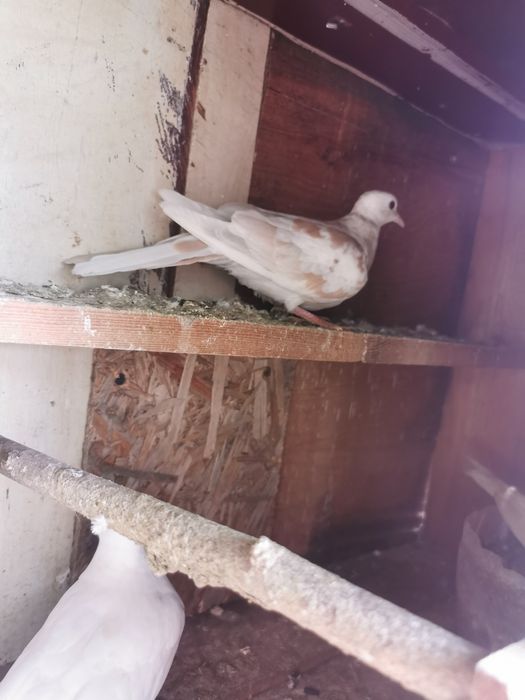 Fazani maturi și pui de fazan de vânzare
