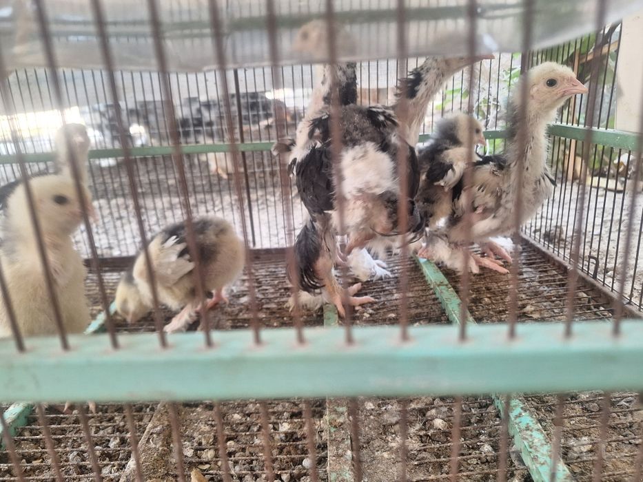 Яйца кур брама мрамор