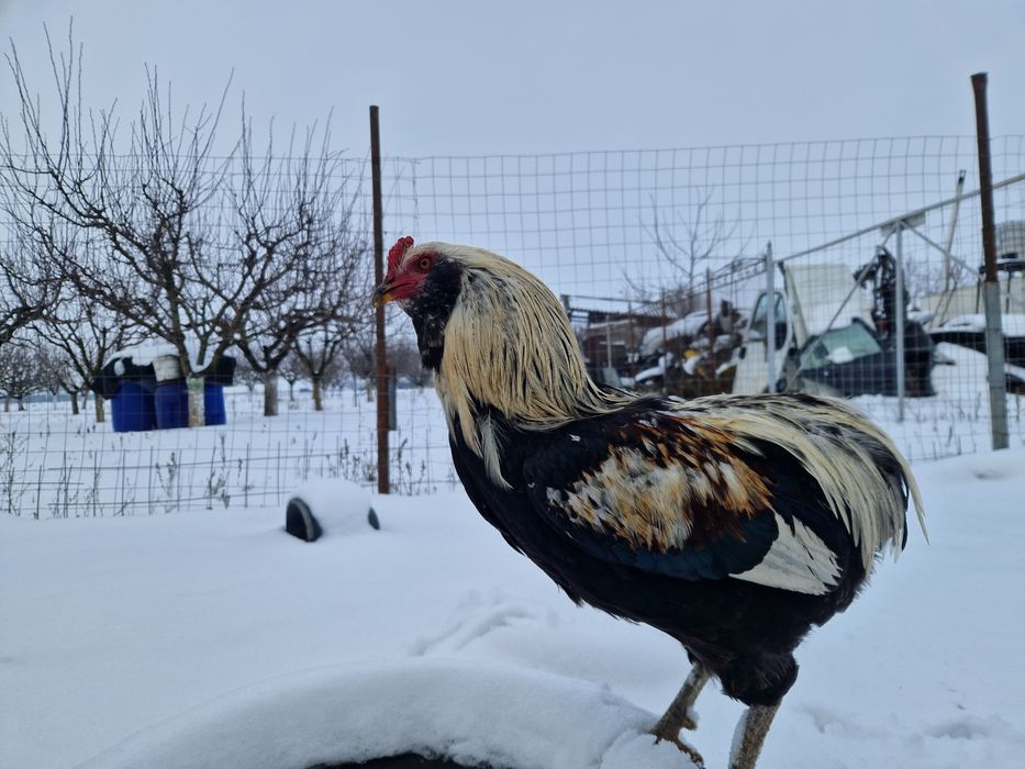 Vând cocoși araucana