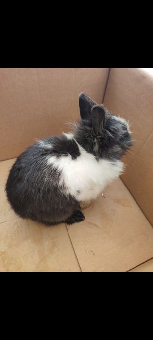 Iepure cap de leu mascul  de 7 luni