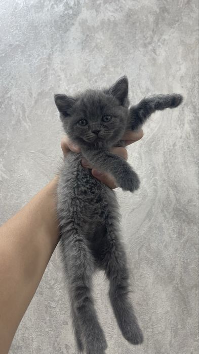 Продаются котята