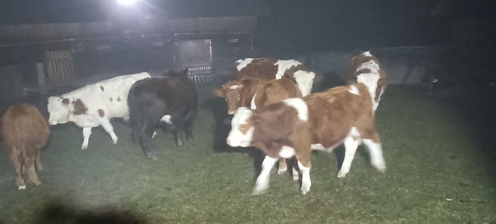 Vitei de vânzare 10 bucăți masculi