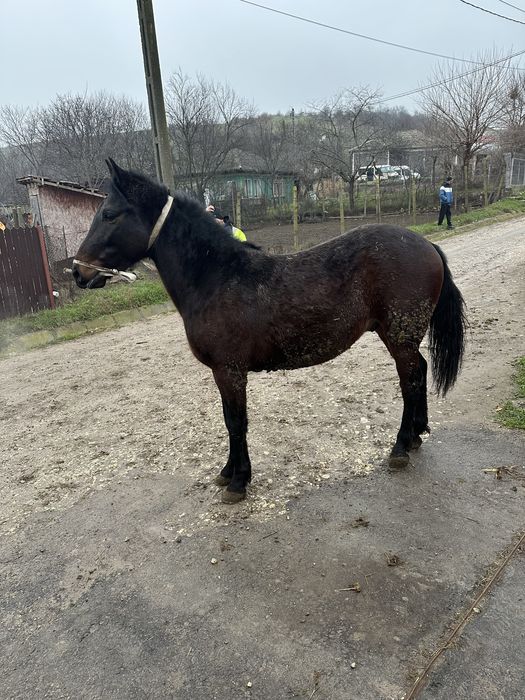 Vand cai 1 an jumate