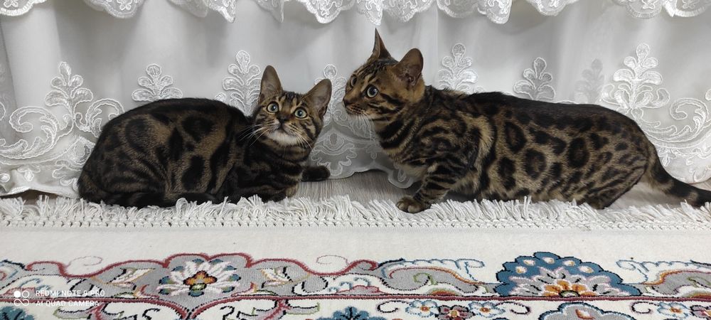 Bengal zotli mushuklar zotlari toza