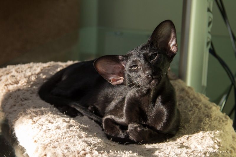 Ориентальные котята  с родословной