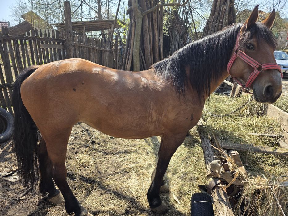 Vand iapa buna de munca