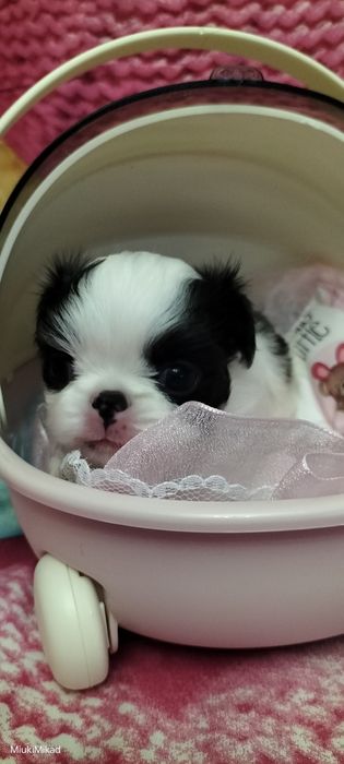 Девочка японского хина.