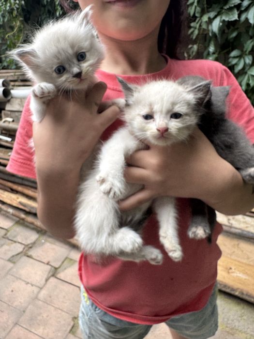Отдам котят, 1,5 мес