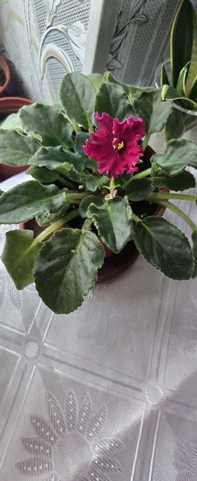 Xonaki gullar sotiladi