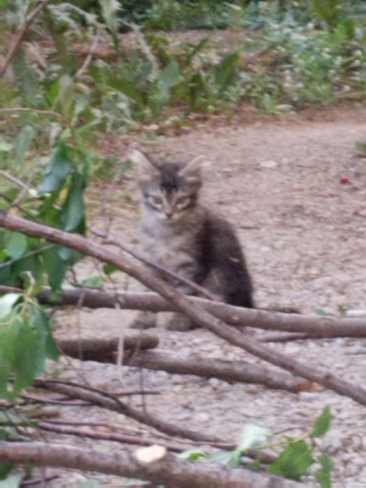 Котята бесплатно