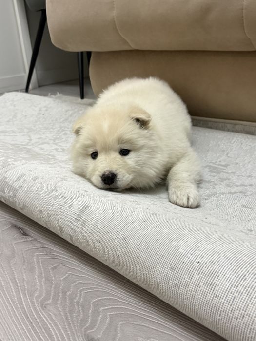 Самоед девочка 2-2,5 месяцев