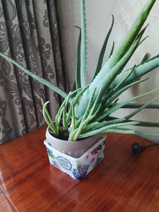 Продам алое вера для лечения