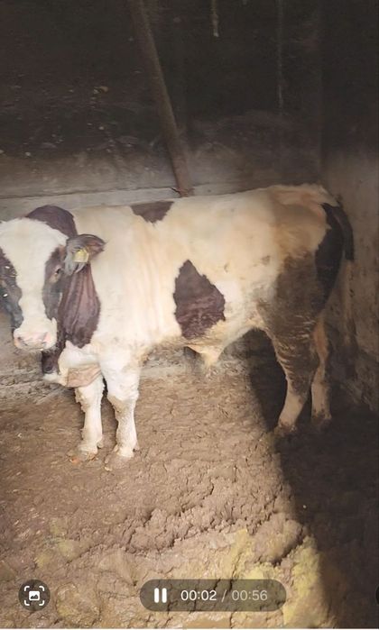 Гибрит бука сотилади