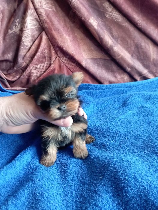 Мини йорки - момичета