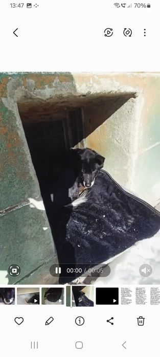 Найдена собака в центре