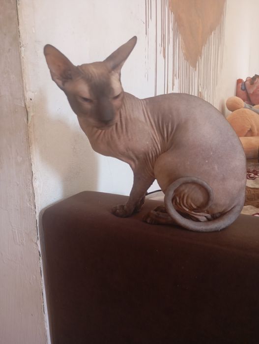 Продам котика донской сфинкс