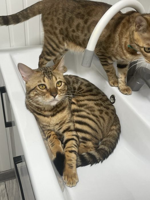 Кот бенгал продам