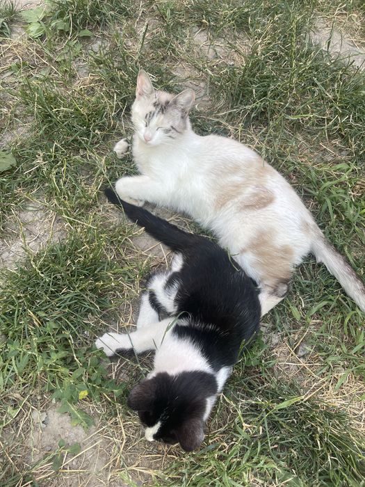 Отдам кошку и кота