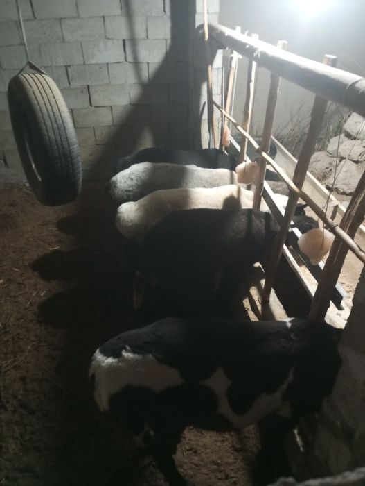 Кучкорла сотилади