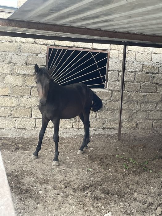 Жылқы сатылады срочно