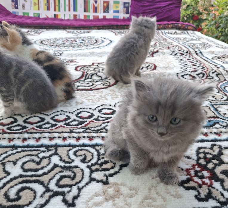 Mushukchalar sotiladi.