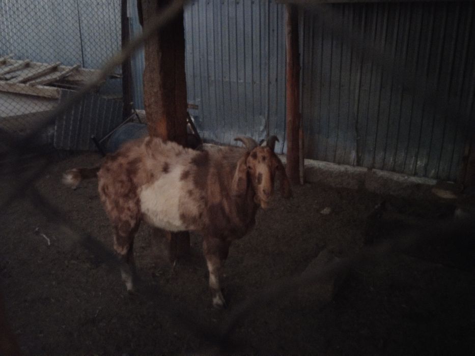 Теке англонубийский асыл тұқымды