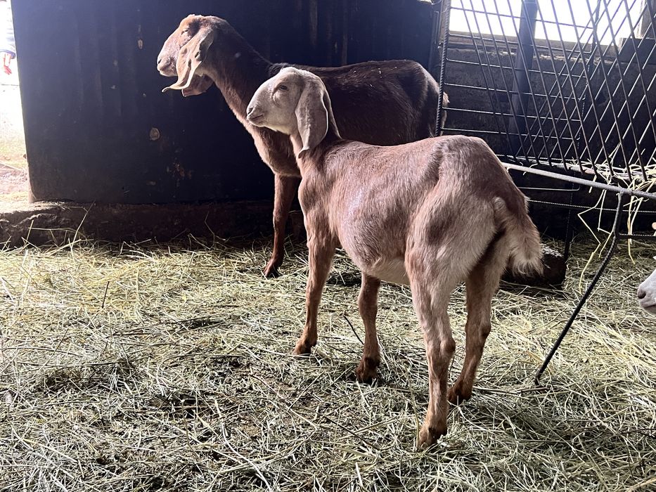 Iedute anglonubian si tapisori rasa pura