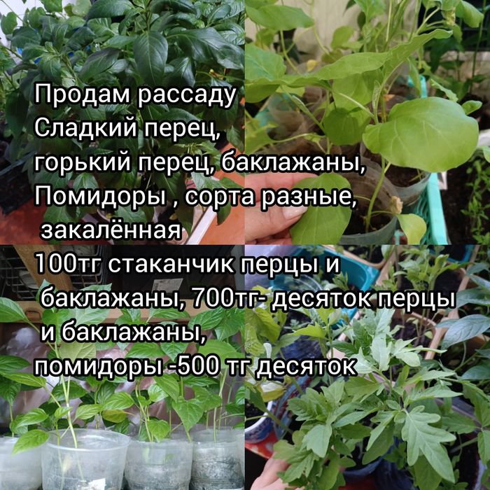 Рассада продам закалённая