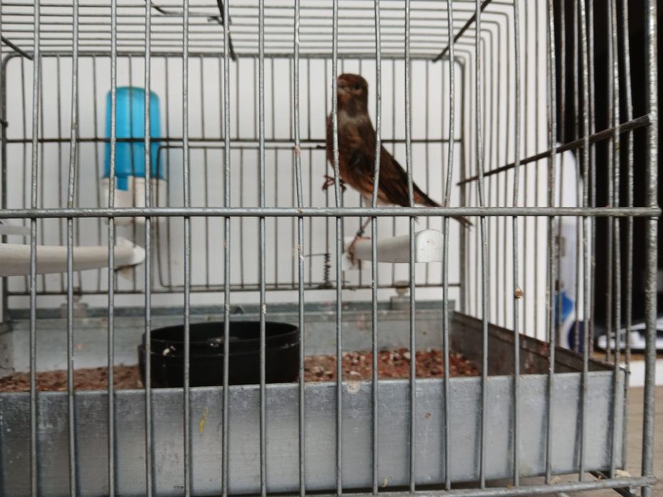 Vand Canar Hibrid 2025