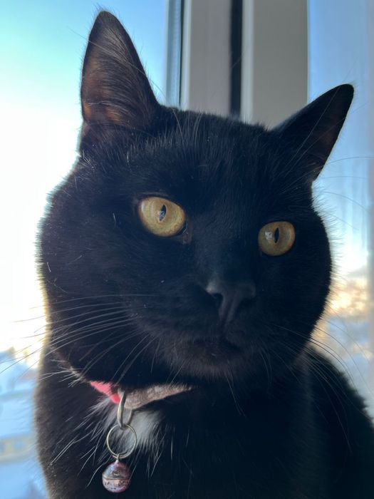 отдам кота в добрые руки