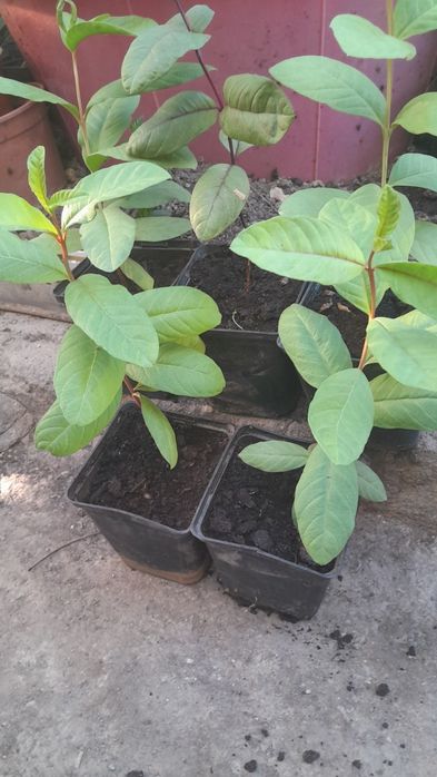 Продам сеянцы гуаявы