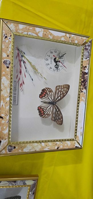 fluture insectar in cutie