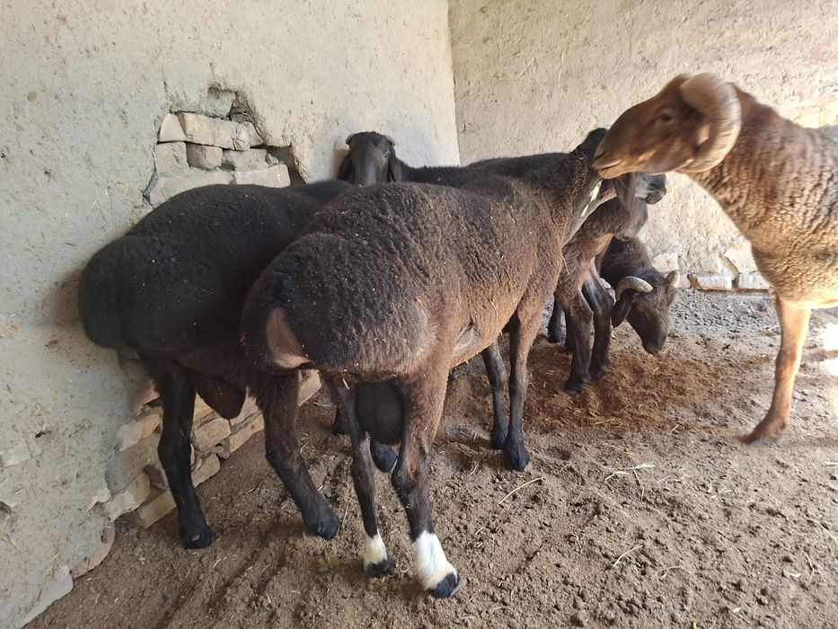 5 ta boqilgan semiz qõchqorlar sotiladi