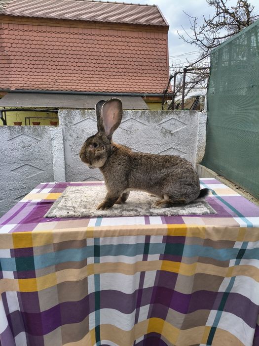 Disponibil mascul Uriaș German