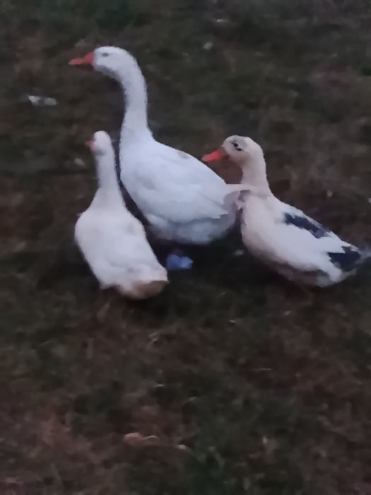 Vând sau schimb gâscan și o pereche de rațe