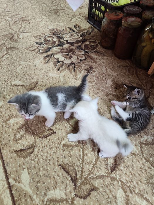 Отдам котят в добрые руки