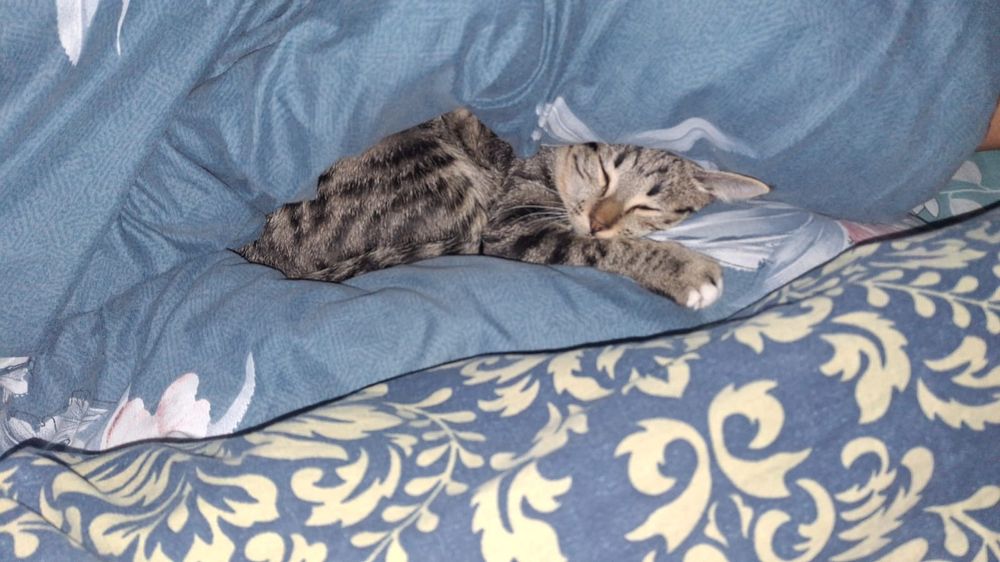 Мысық ллллллллллллл