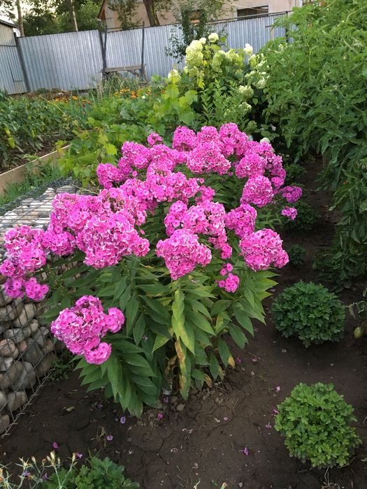 Флокс сортовой крупный многолетник