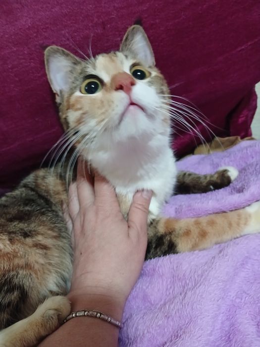 Подарю 3х цветную кошку для счастья и удачи в доме