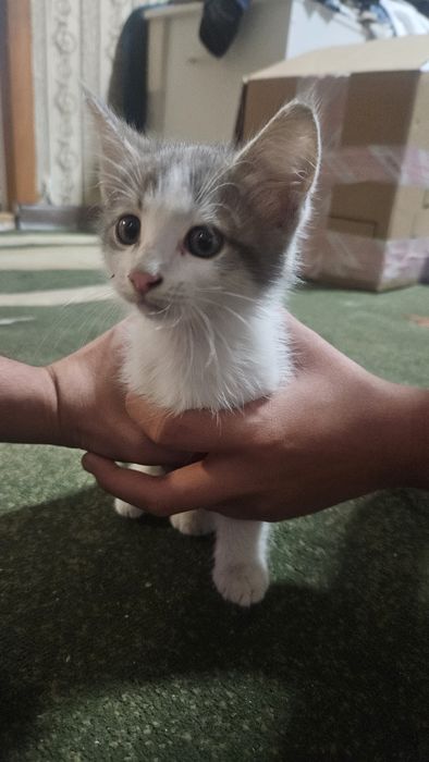 Отдадим котёнка в добрые руки