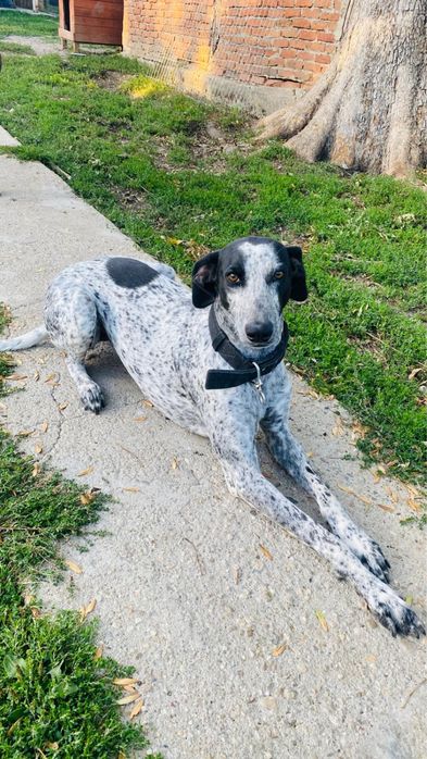 Adoptie / donatie