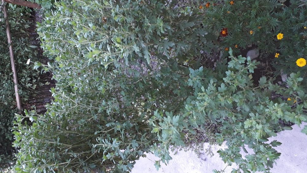 Астры,папоротник,мята,мелисса, ромашка