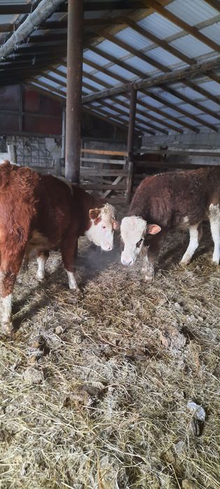 Продам с откорма! Кенжеколь