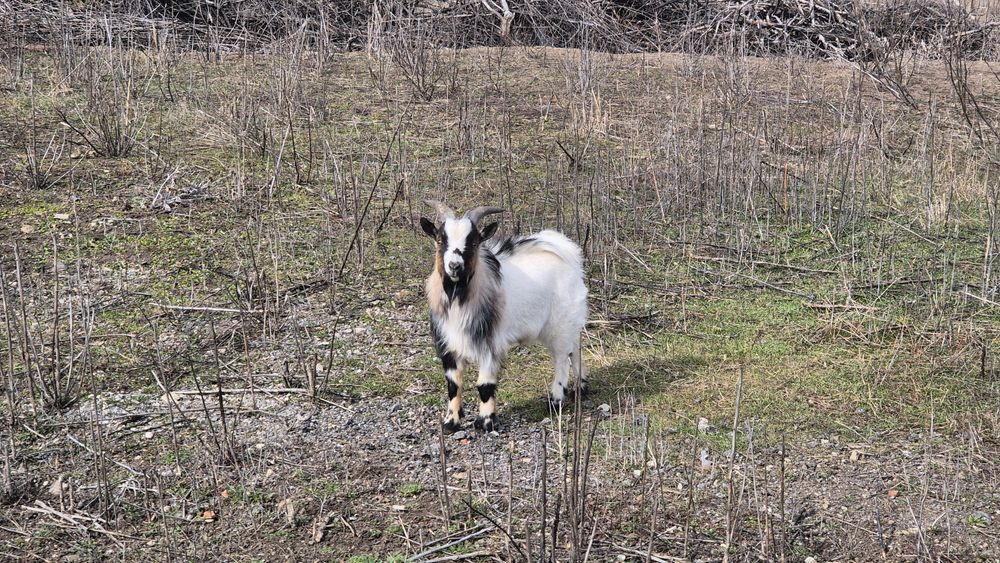 Мини кози и яренце мъжки