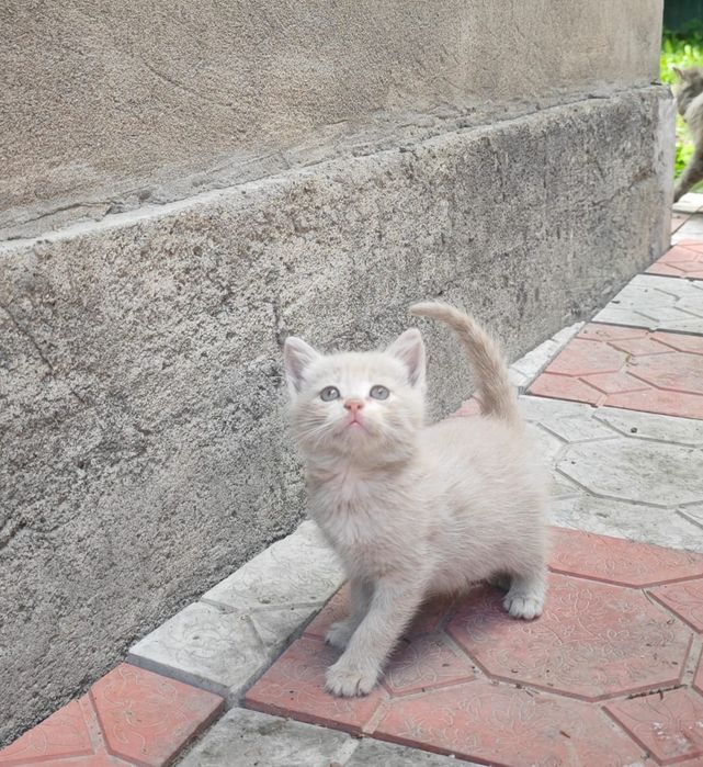 Отдам котят в добрые руки!