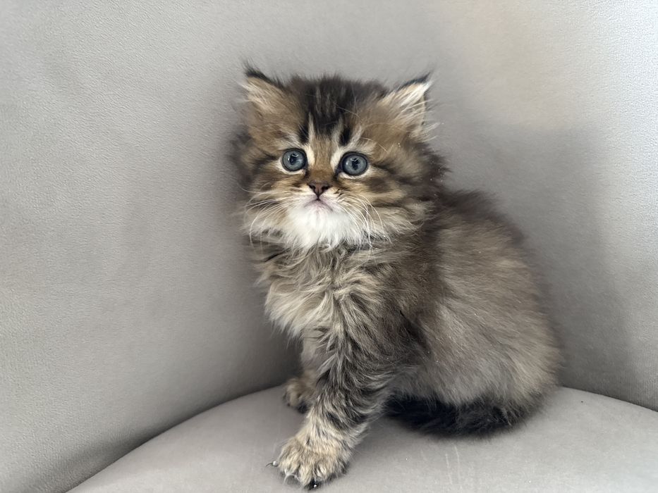 Шотландский скотиш страйт